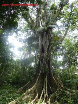 Giant im Amazonas