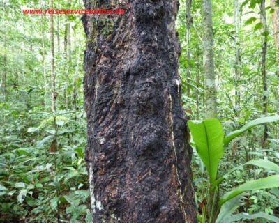 Gummibaum im Pacaya Samiria Park, Amazonas