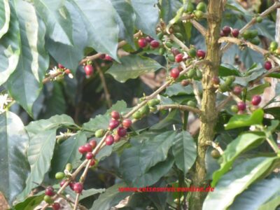 Kaffeepflanze in GoctaLab