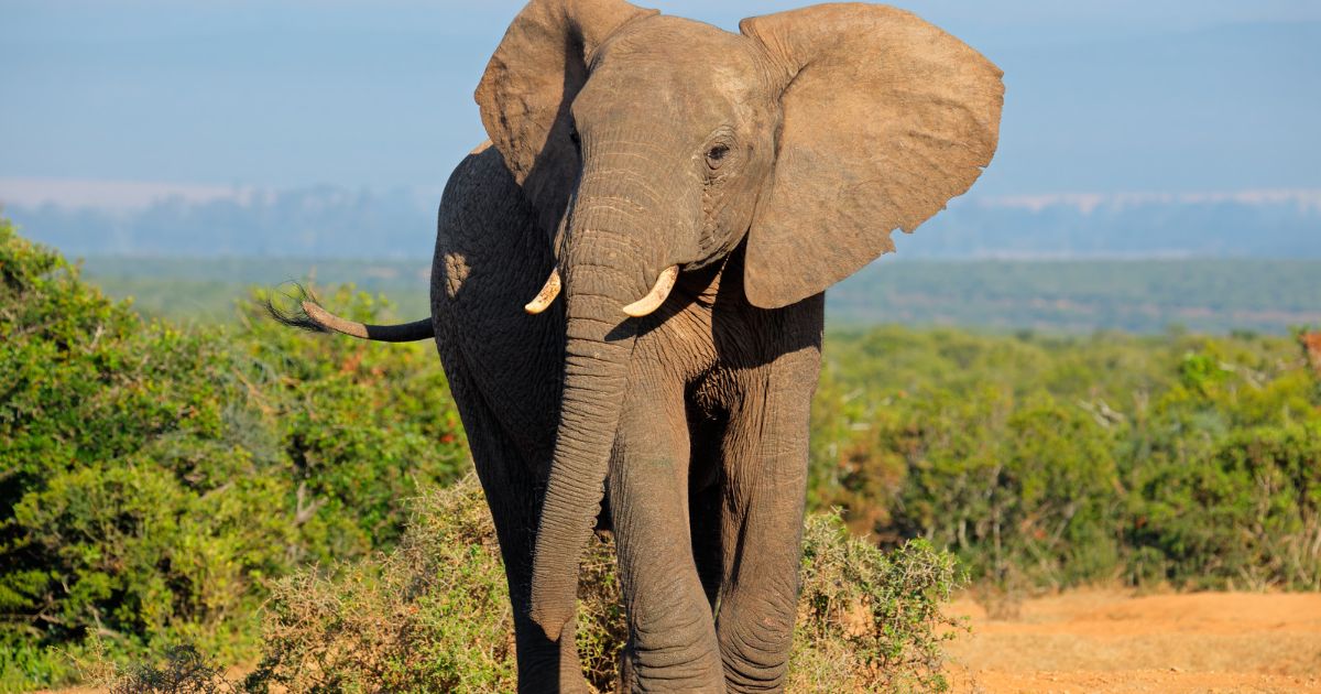 Südafrika Elefanten
