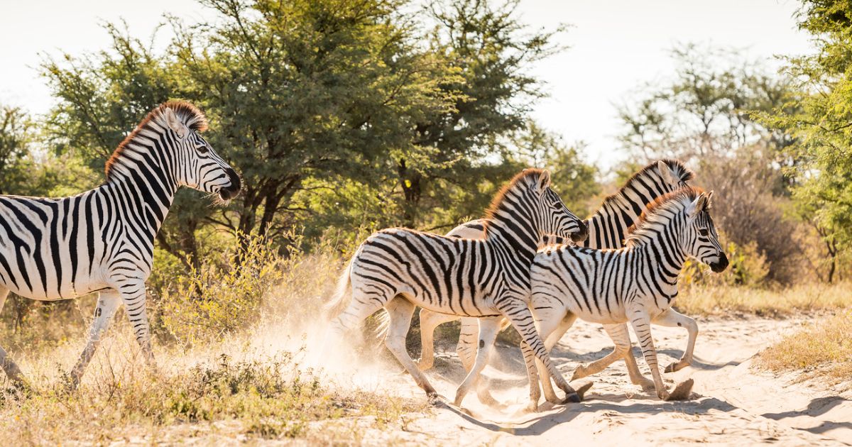 Südafrika Zebras