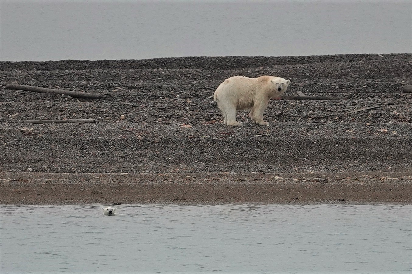 Eisbären auf Spitzbergen