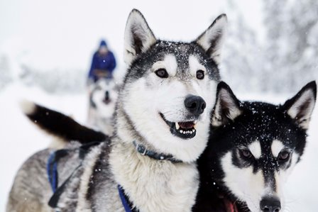 Finnland-Ruka-husky-dogs-front-ruka-kuusamo