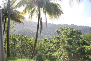 Karibik Palme