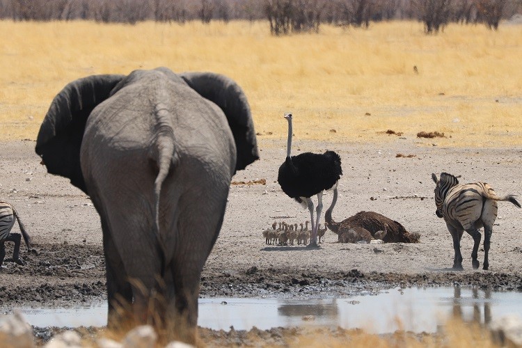 Namibia Elefant