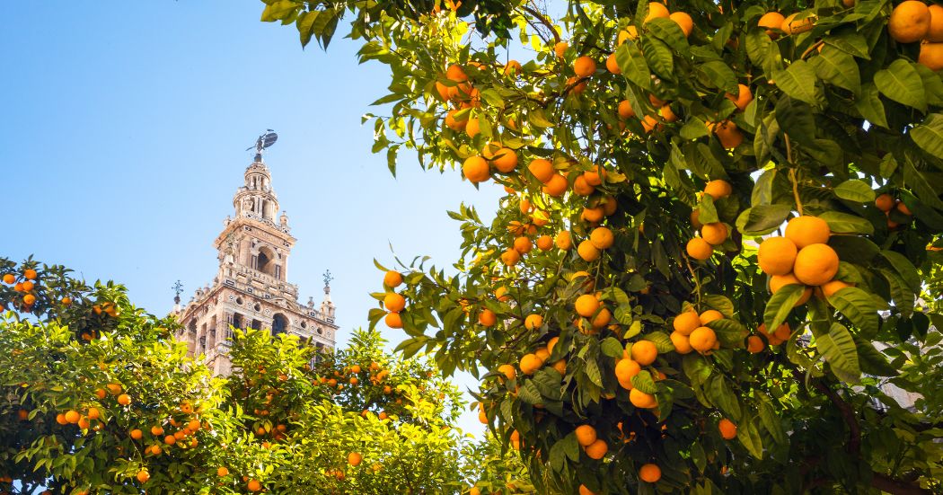 Andalusien Orangen